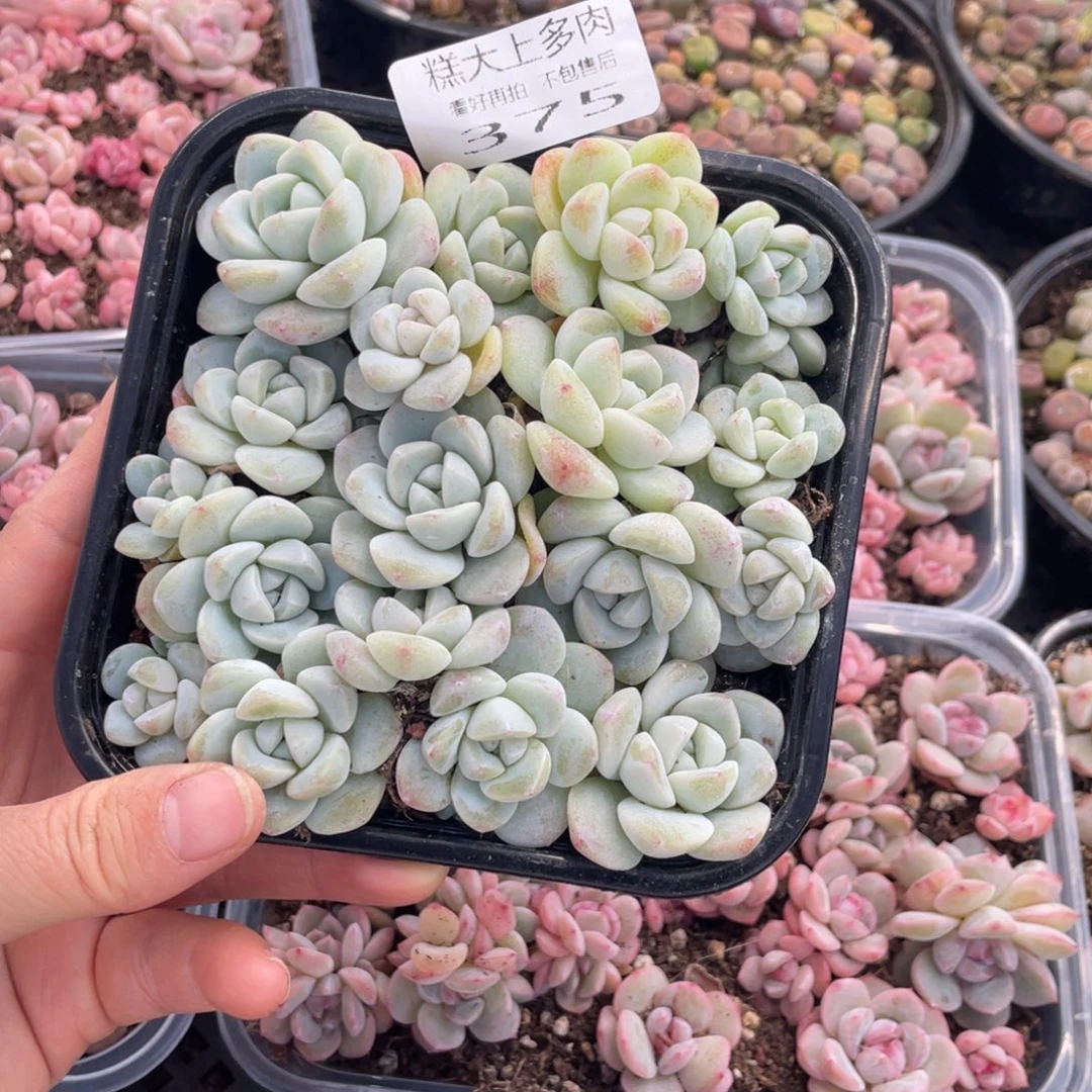 糕大上多肉植物375