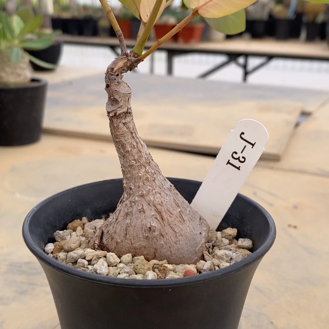 奇异油甘多肉植物