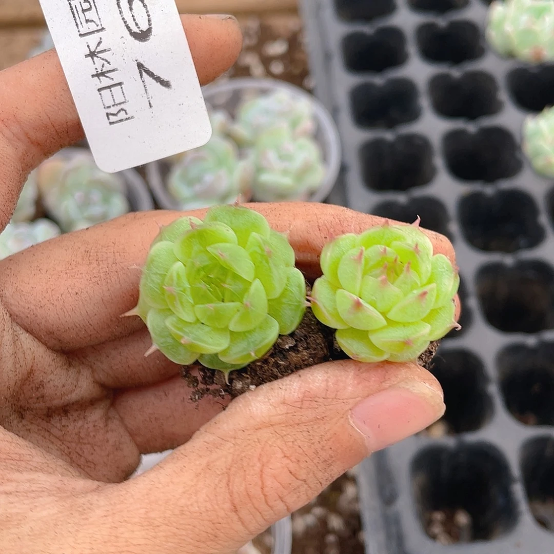 温***C多肉植物多肉植物766