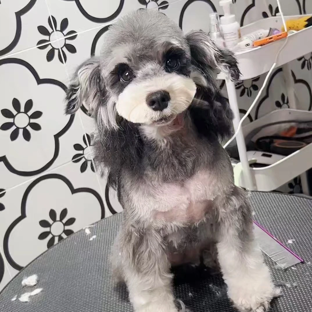 锤哥家宠物狗雪纳瑞活体