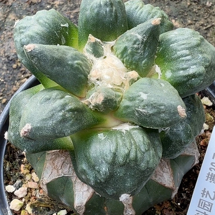 无花朵苗接怒涛563