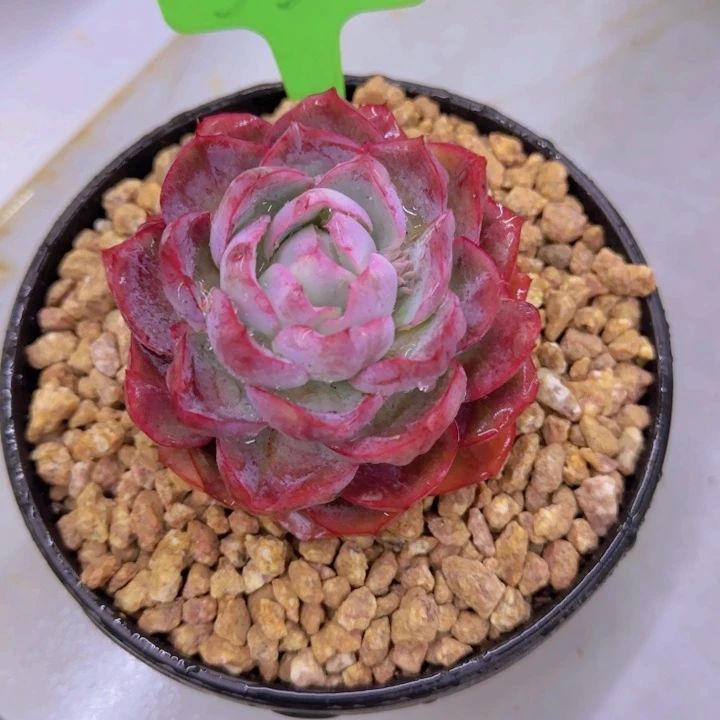 ❤️****550多肉植物一物一拍