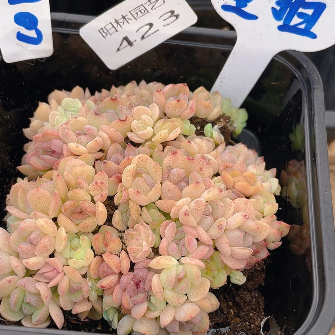 量拍多肉植物多肉植物423