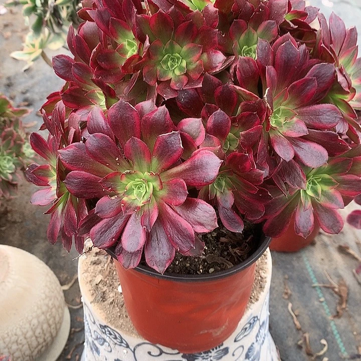 520安娜锦多肉植物