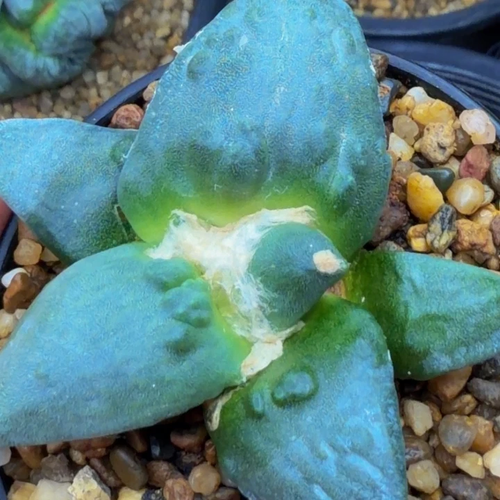 外星怒家的外星怒苗