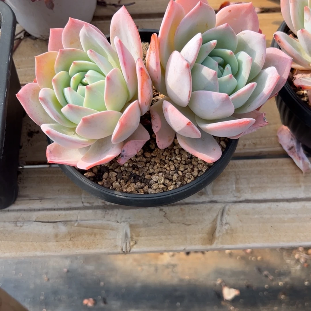 多肉植物双头凤橙