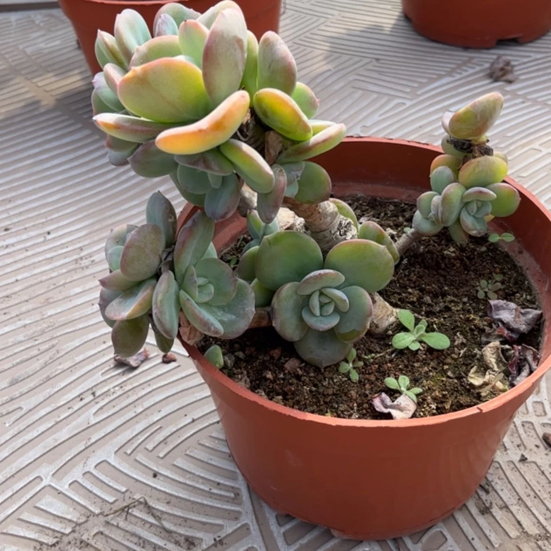 【闪购商品】无花朵阿****?