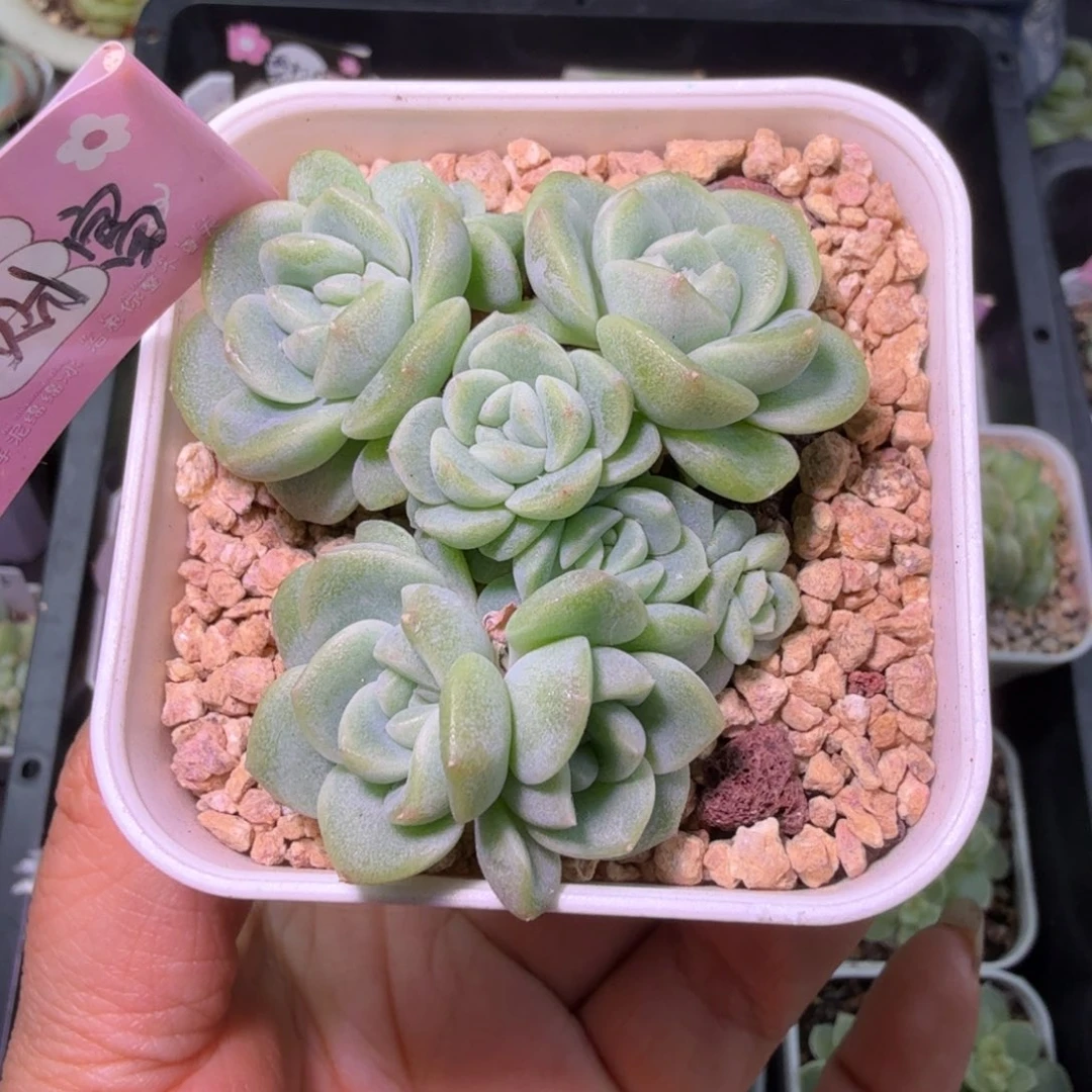 B3财富密码多肉群生