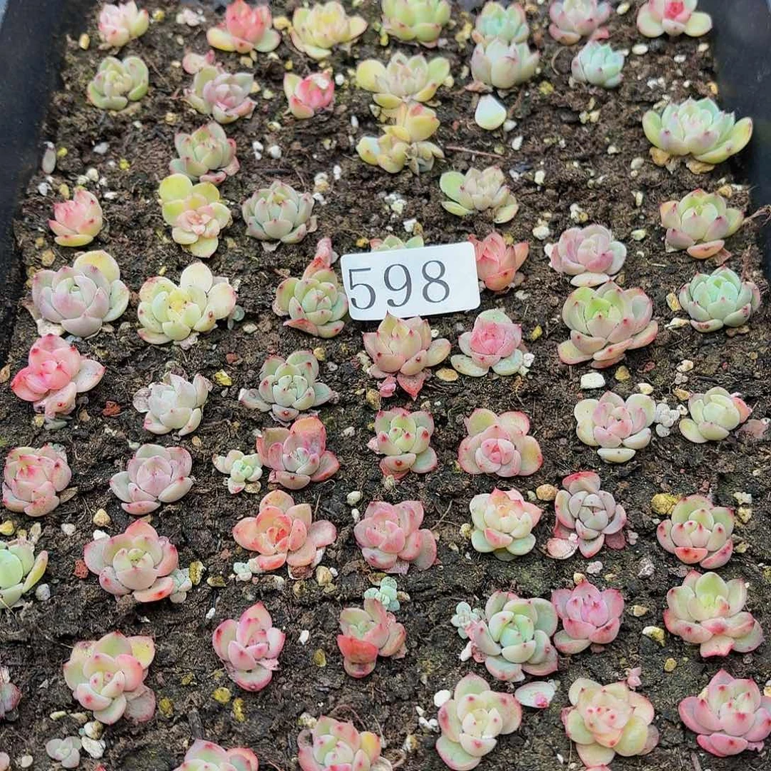 多肉植物多肉植物598