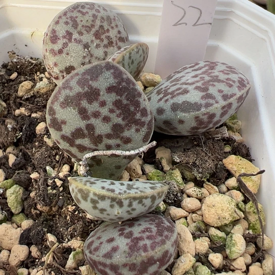 花蛋多肉植物水泡多肉植物水泡