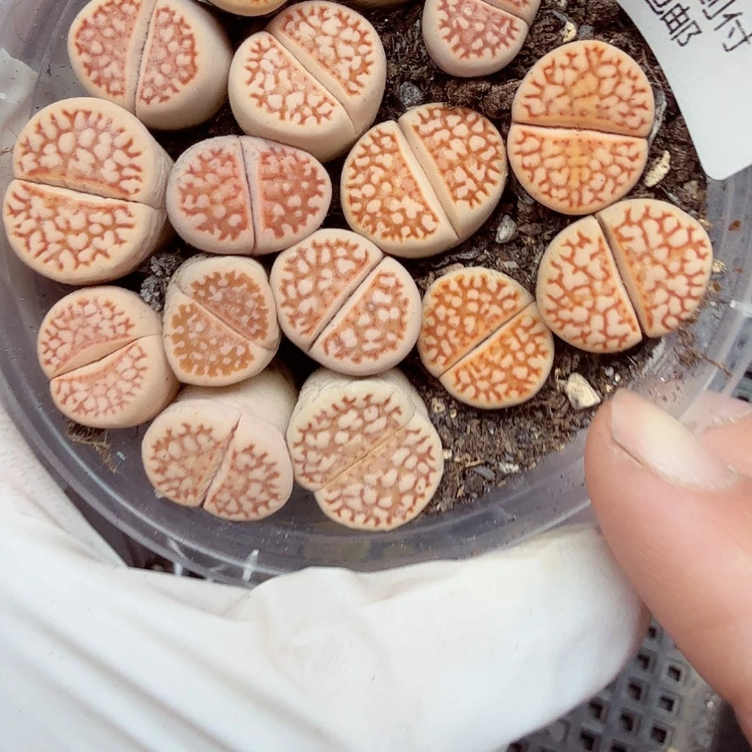 好喜欢看肖蘸在线采访137是