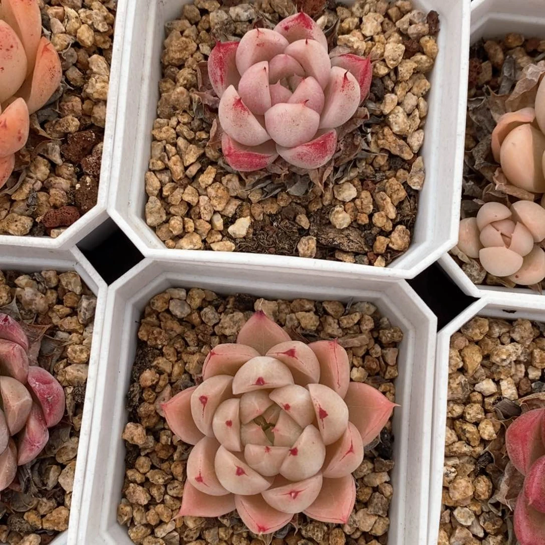 精品多肉一物一拍56