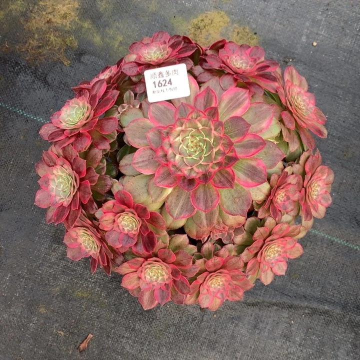 1624莲花座多肉植物