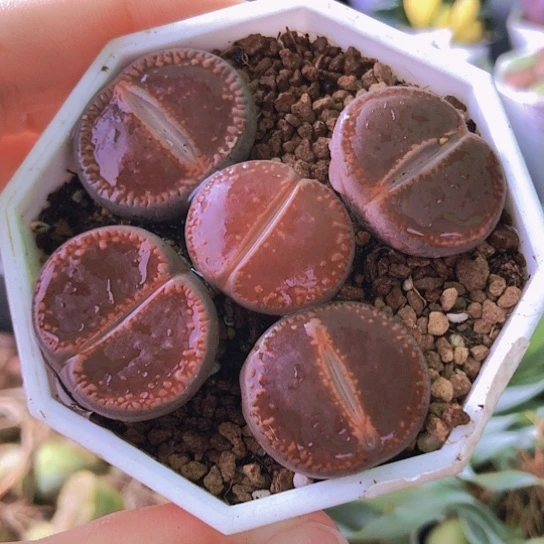 无花朵8242，2-2.5厘米特价