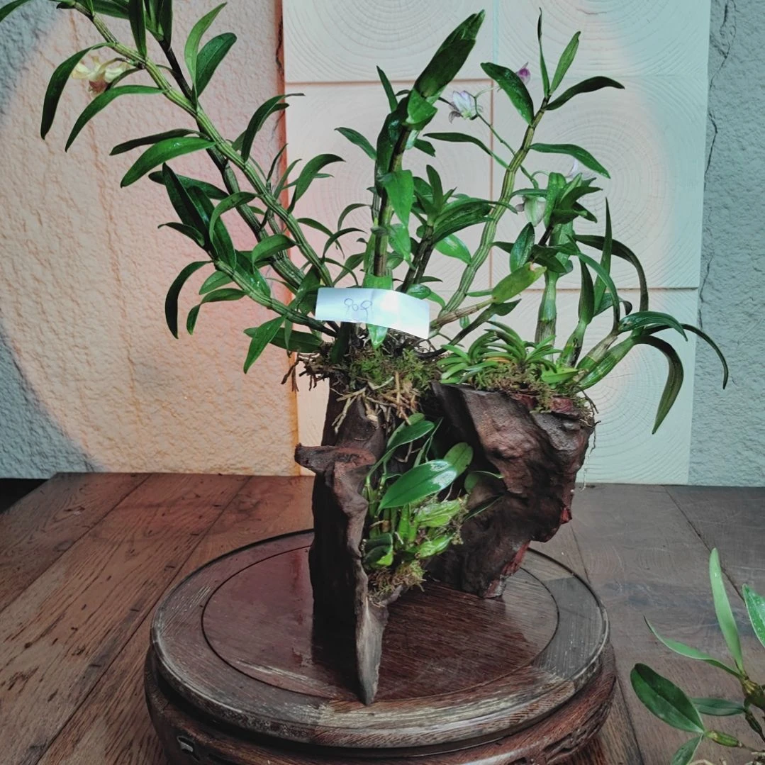 全部花朵909泼墨秋石斛，血喉，四川风兰，大龟背花