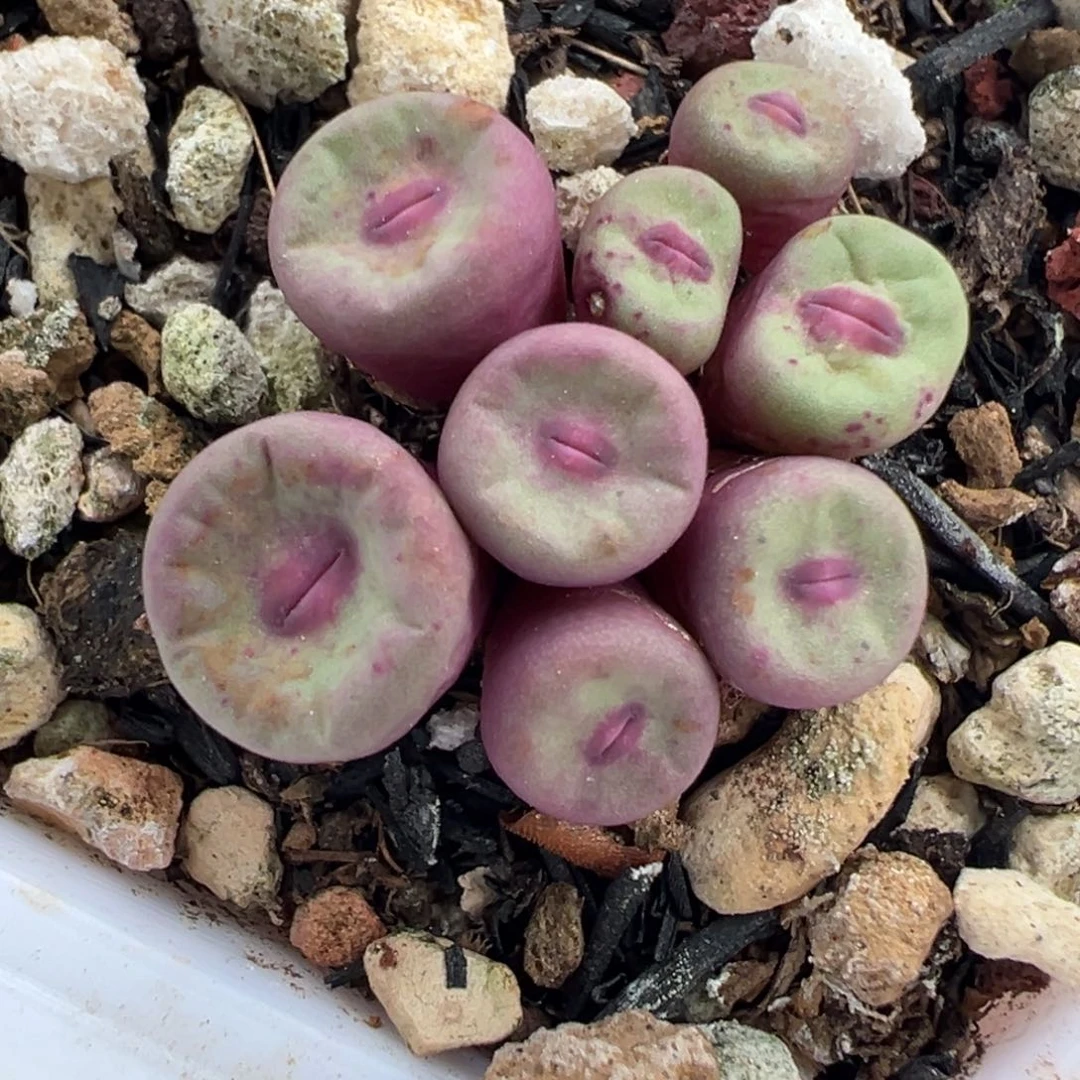 1380小红嘴母本一物一拍