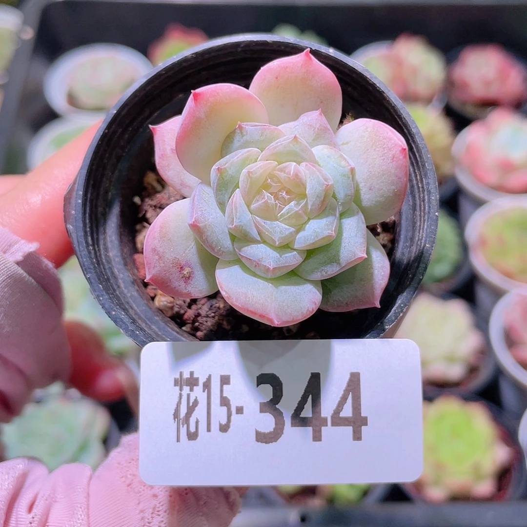 花利美15-344粉钻