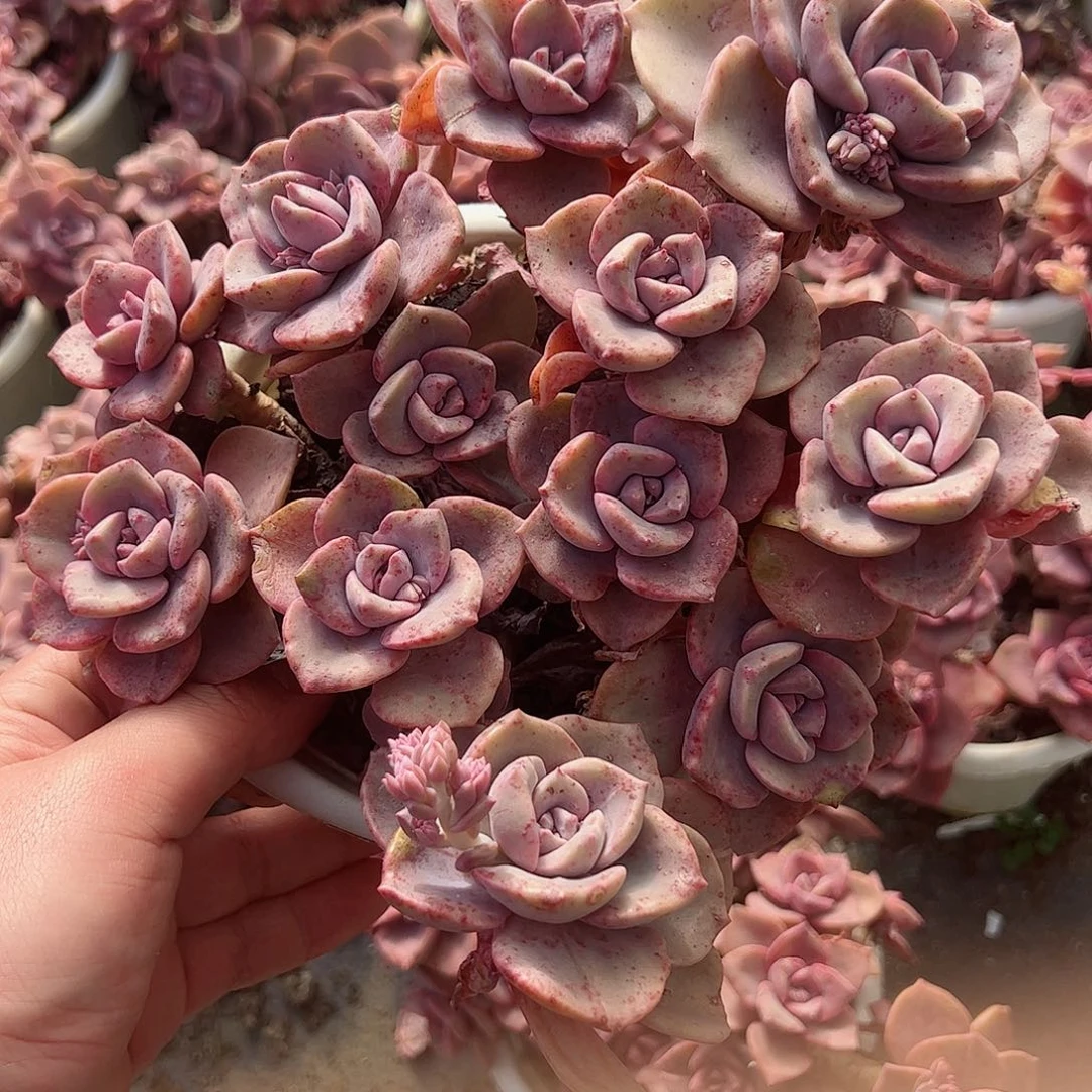 彩虹糖露养老桩大盆