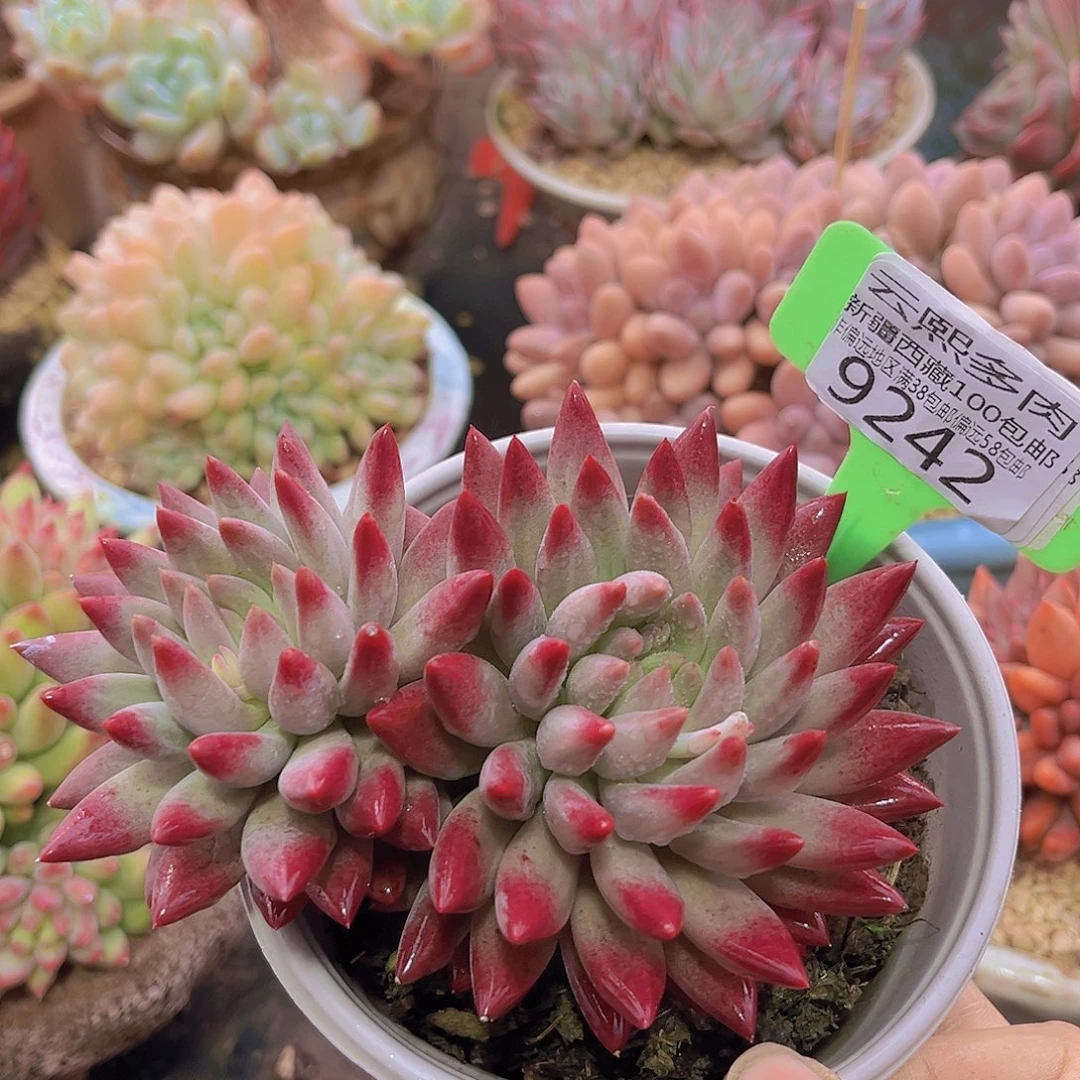 9242虞美人多肉植物