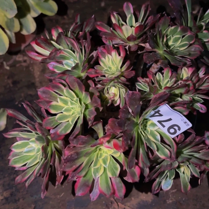 974霁月多肉植物不售后