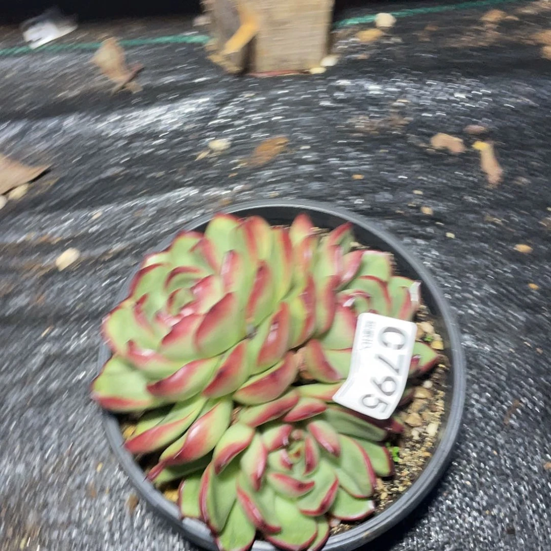 若如东云单拍C795