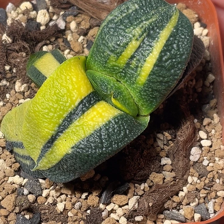 卧牛锦一物一拍2号