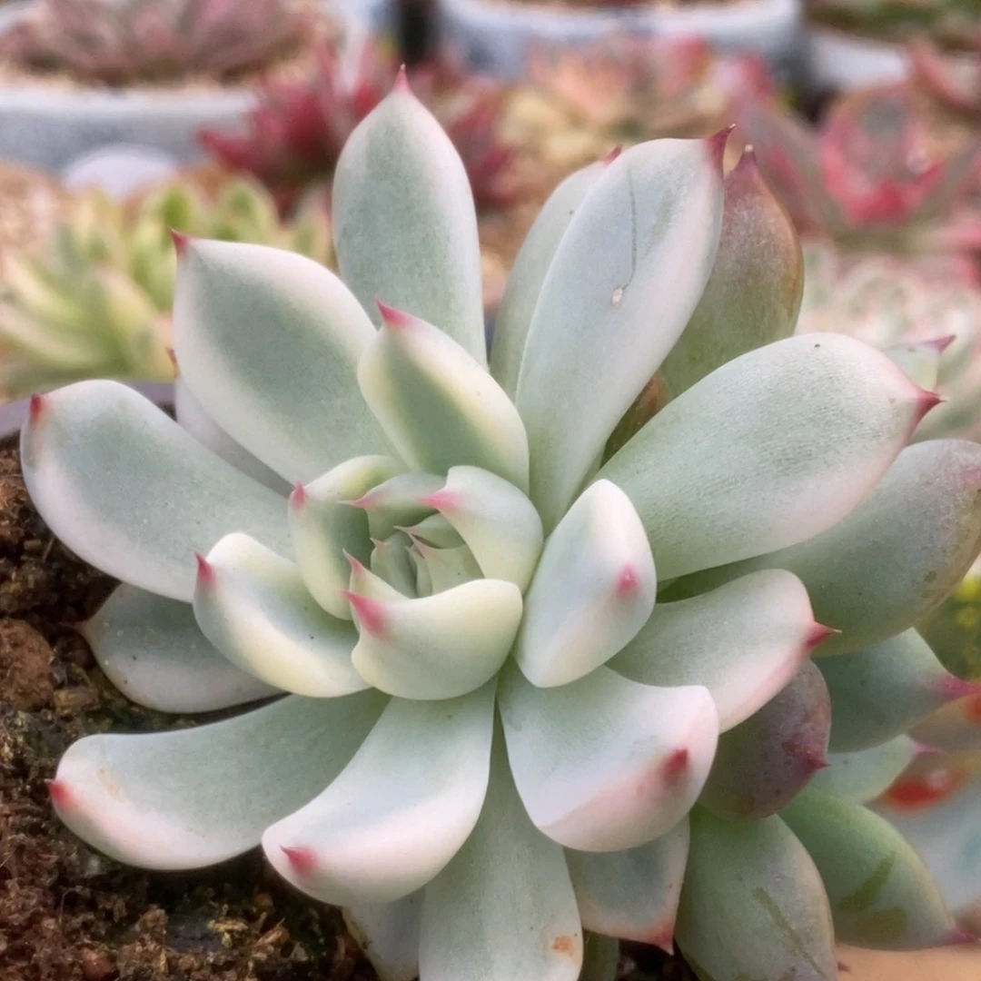 82锦锦锦锦锦锦锦锦锦锦