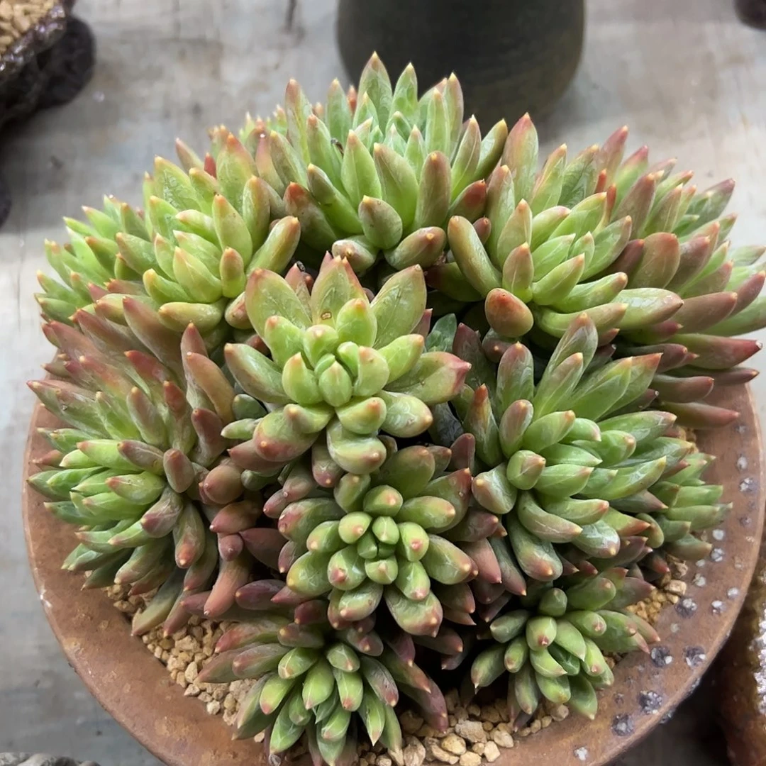 炫彩星38 零零多肉植物