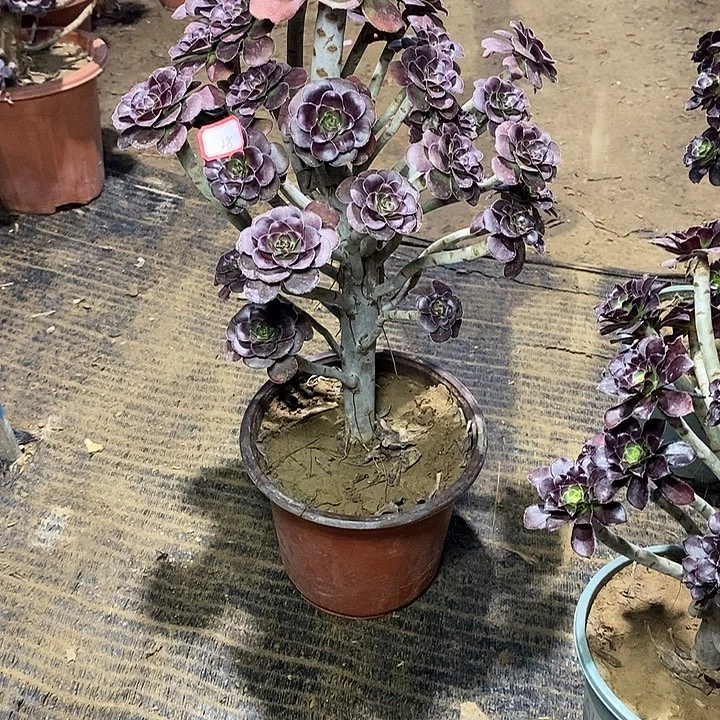 28，圆叶红酒杯多肉法师