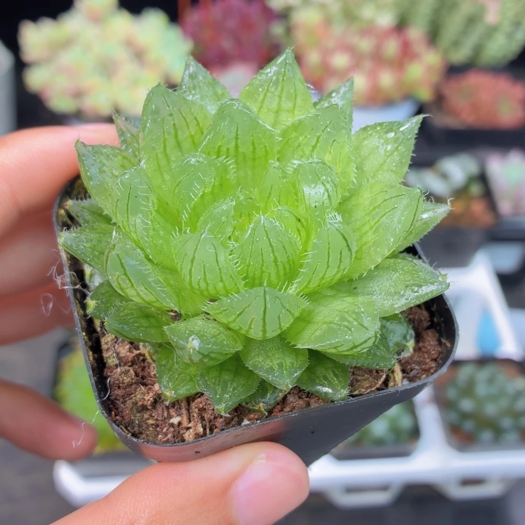 樱水晶多肉9.9包邮发货
