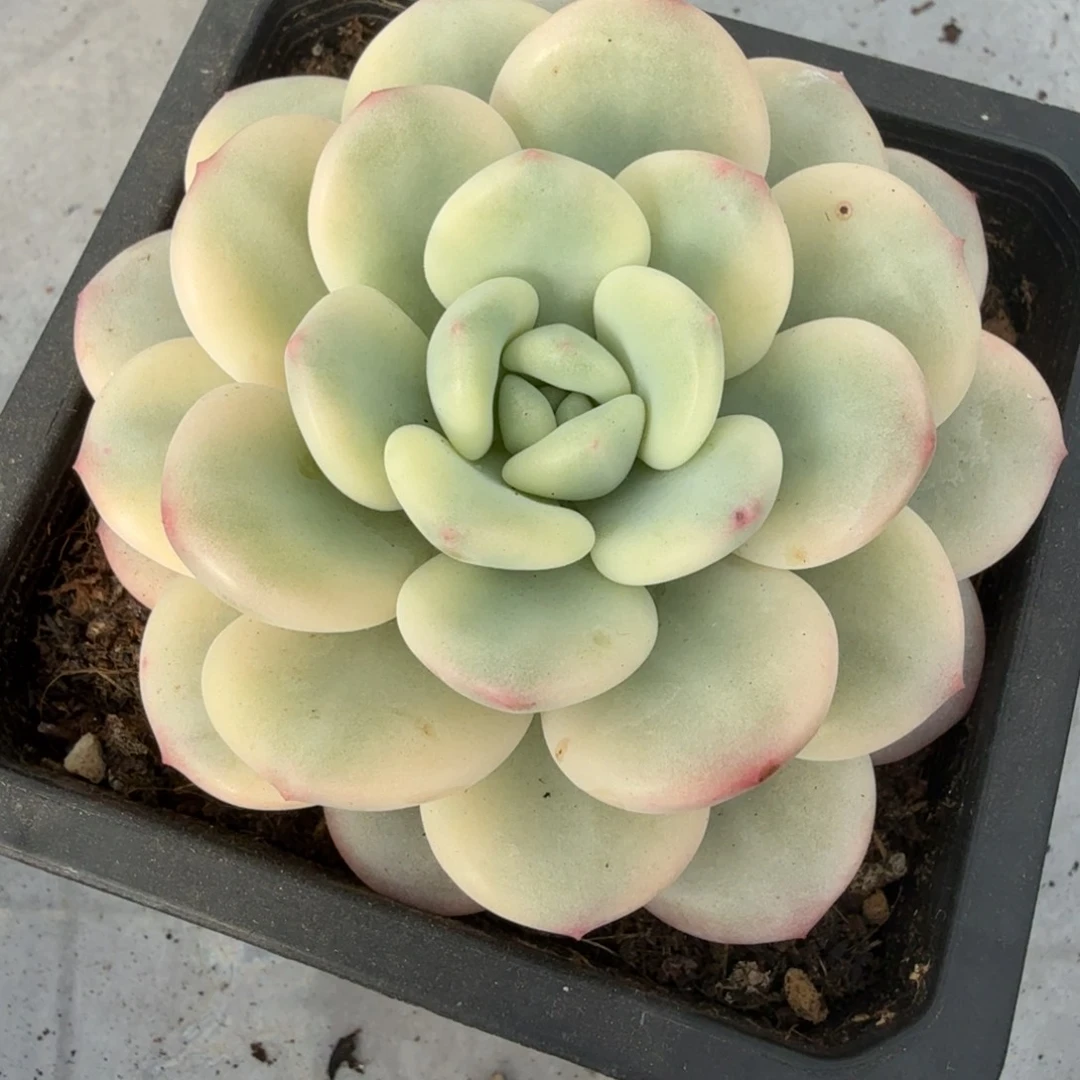 白马 安吉园艺锦锦