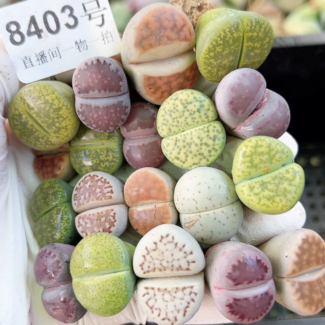 8403 好养易活生石花大母本19个