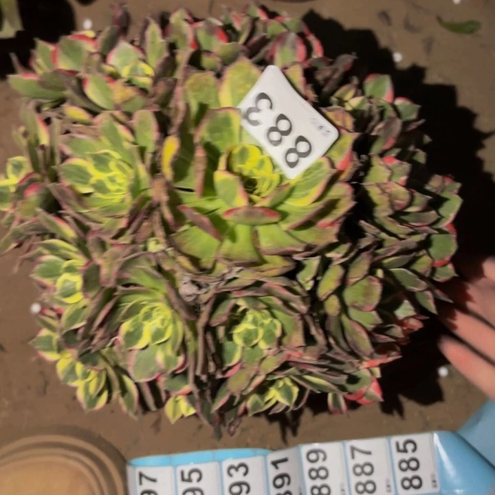 883海仙多肉植物不售后
