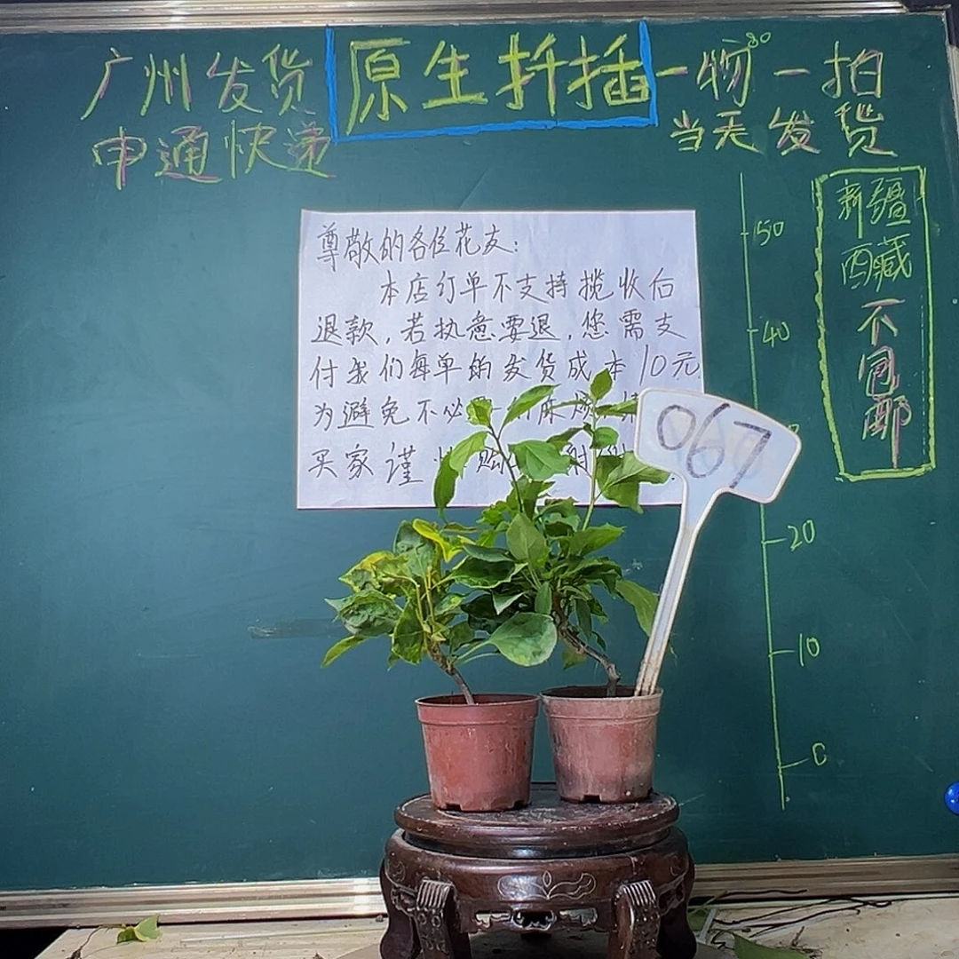 当前无花栽培后可以开花香港丽人掌中宝 紫九月掌中宝 067