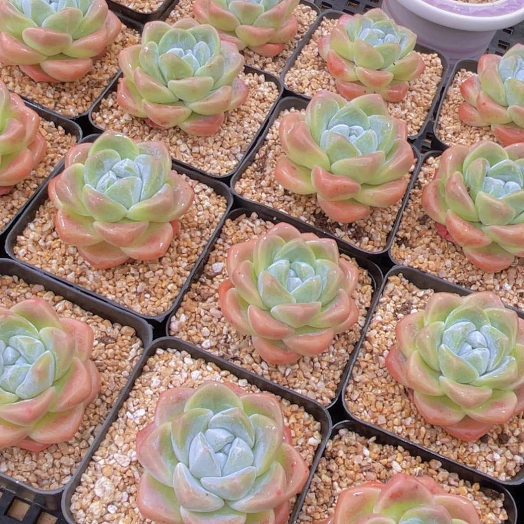 量拍2号 肥胖樱花钻石冰玉单头一个