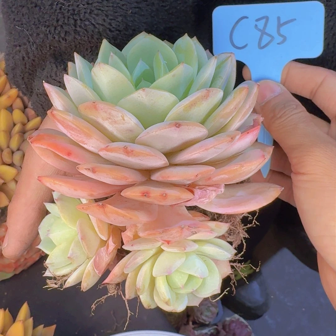 崔****装多肉植物的生长发育和