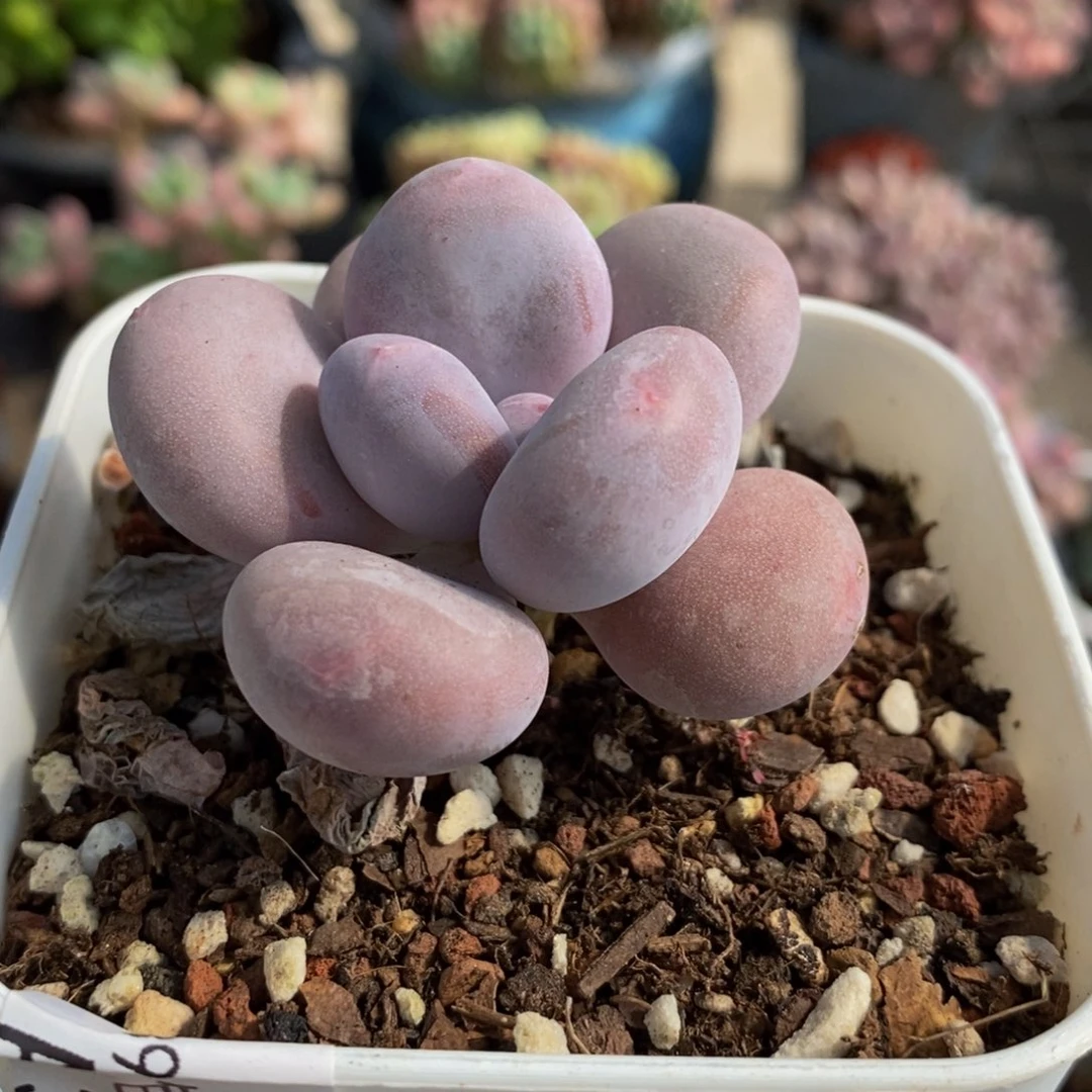 3285蛋黄奶5cm多肉