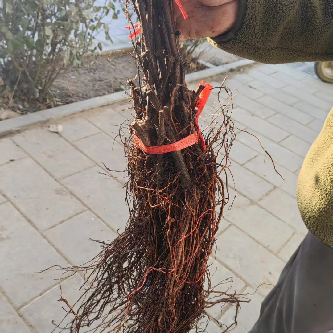 扦插苗3棵组合摩尔多瓦+兰宝石+黄金蜜