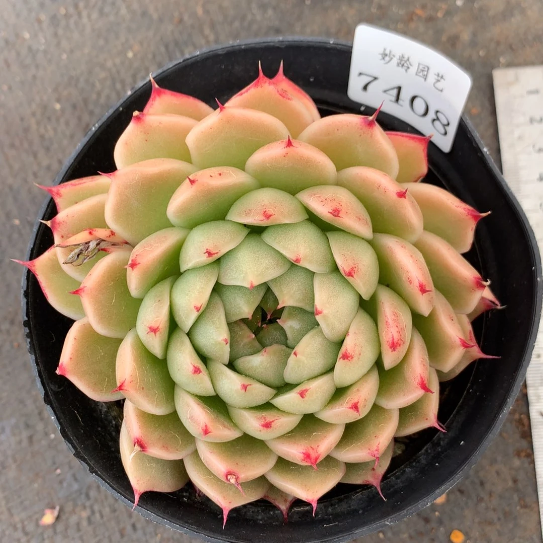 7408杂交精品基地8厘米