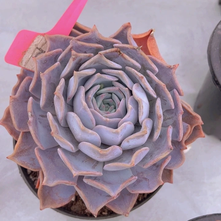 健健康康平平安安