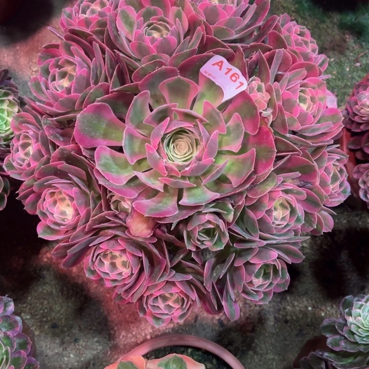 粉女郎161多肉植物