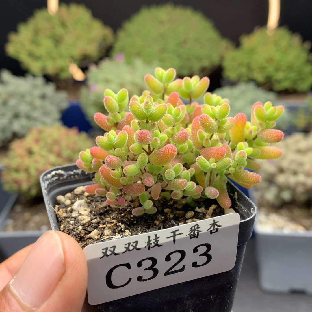 323蜜橘。