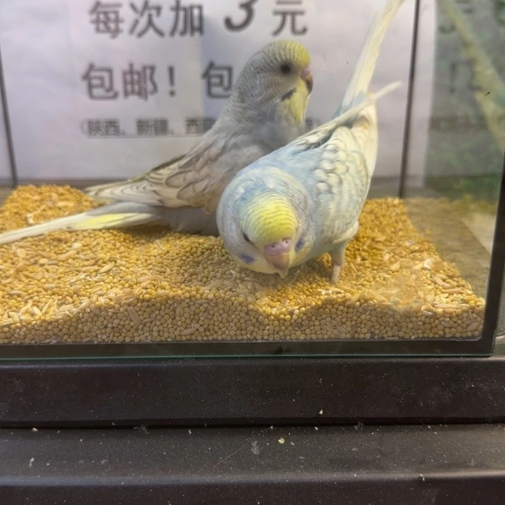 虎皮鹦鹉大头虎皮鹦鹉