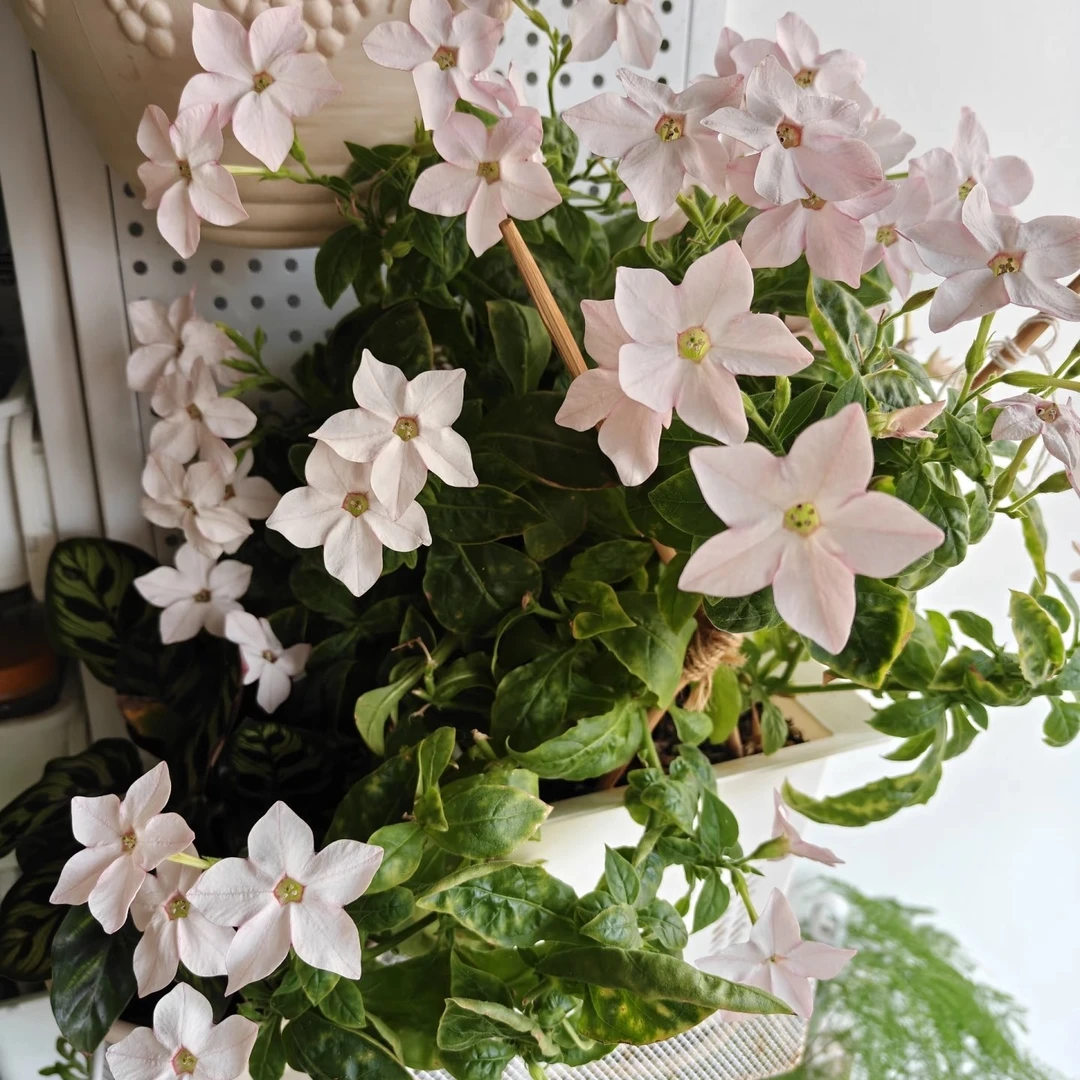 混色花烟草盆栽花苗春日庭院阳台爆花神器混色发货花卉绿植盆栽