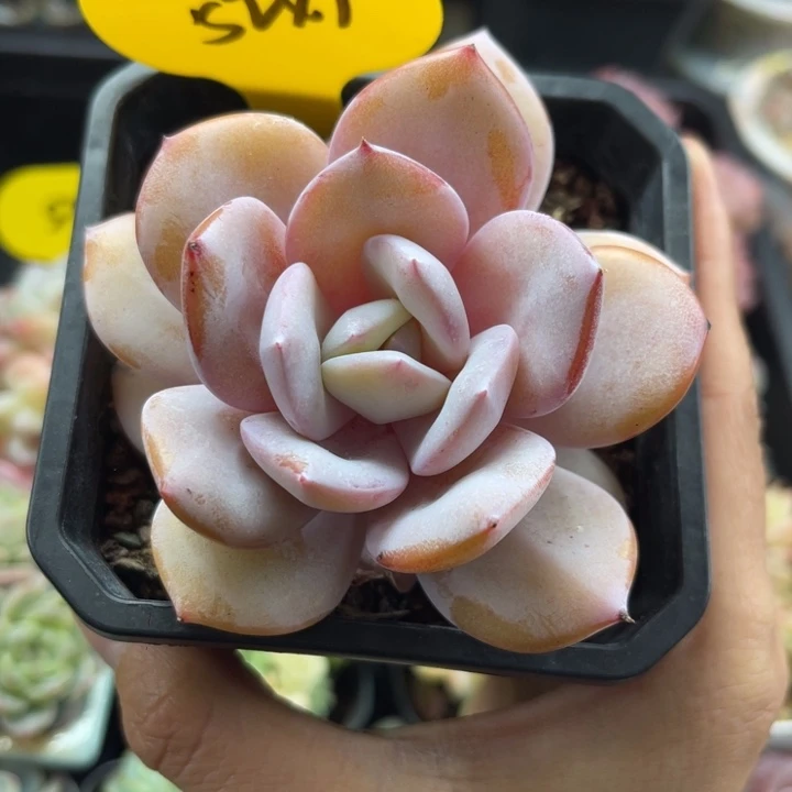 韩货奶茶老桩5247