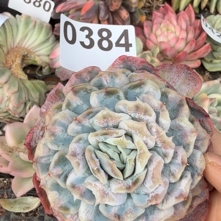 满18包邮当场凑单