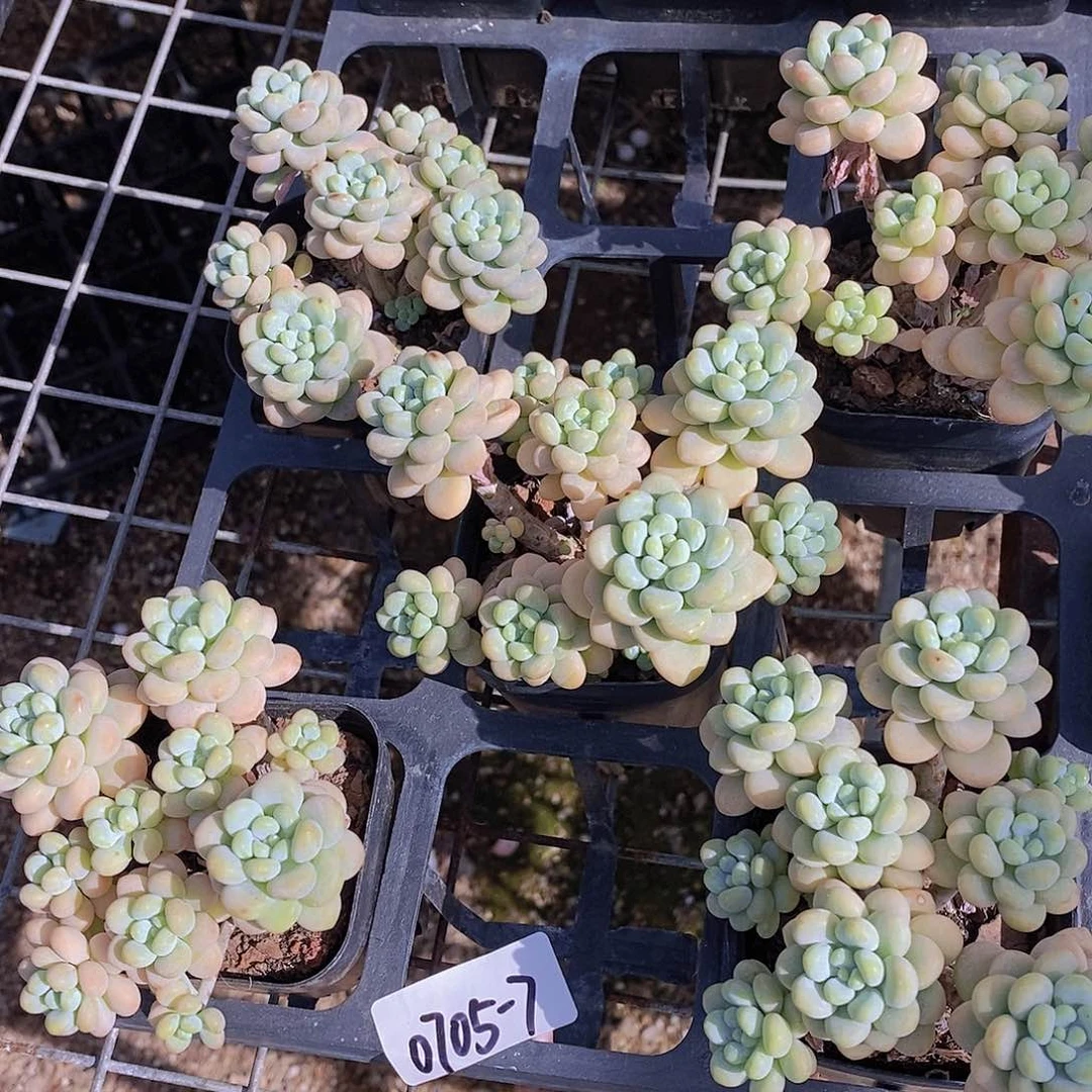 0705-7-黑方洛可可群一颗量拍