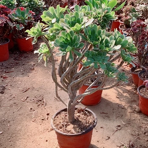 原始绿多肉植物法师75号