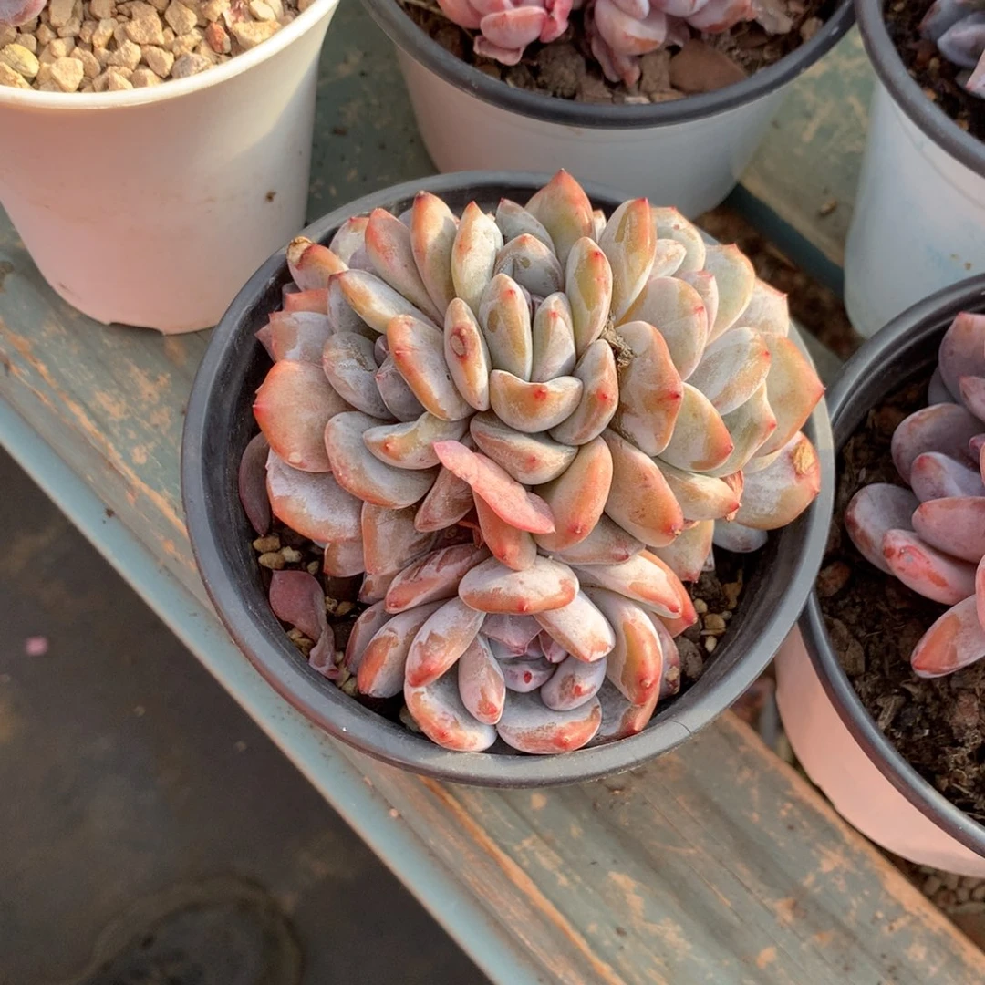 石榴籽朵朵花花花