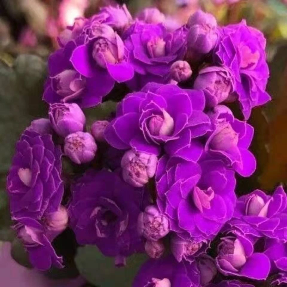 长寿花盆栽重瓣花大花长寿花苗带土球花卉植物室内花稀有品种好养